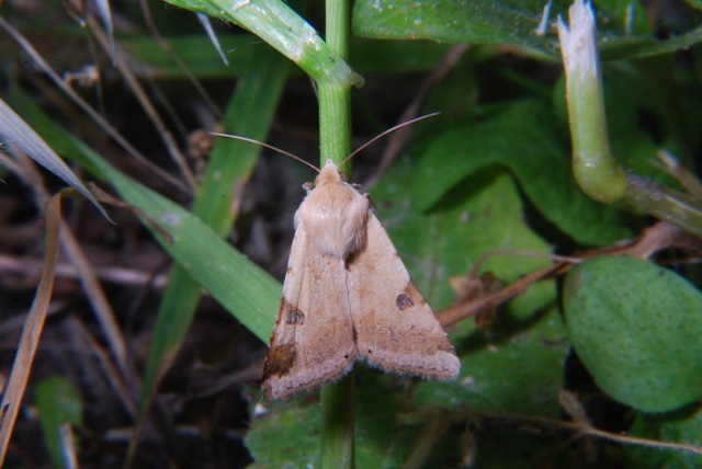 Sconosciuta - Heliothis peltigera